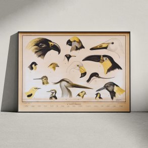 Fuglenb 1961 - Zoologi