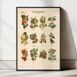 Frugter og br II 1956 - Botanik