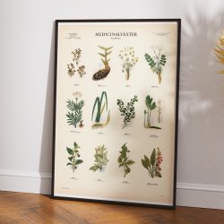 Medicinske planter 1 1950 - Botanik