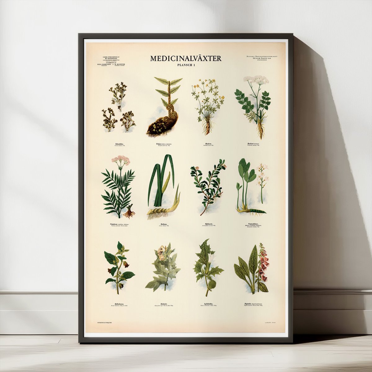 Medicinske planter 1 1950 - Botanik - Botanik - Gamlestreger