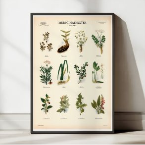 Medicinske planter 1 1950 - Botanik