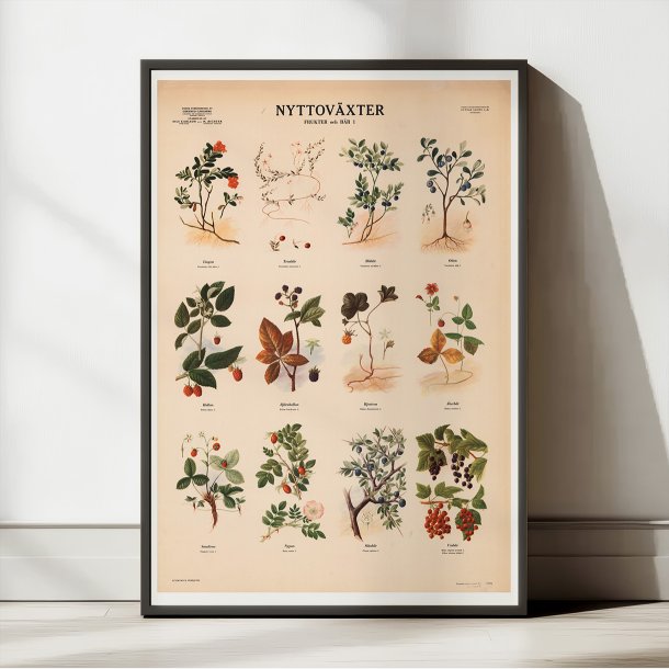 Frugter og br 1956 - Botanik