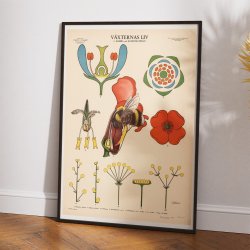 Blomsten og bien 1950 - Botanik