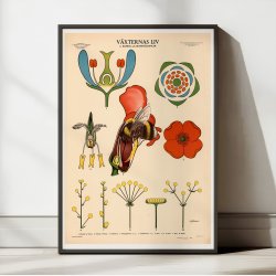 Blomsten og bien 1950 - Botanik