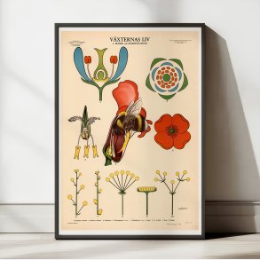 Blomsten og bien 1950 - Botanik