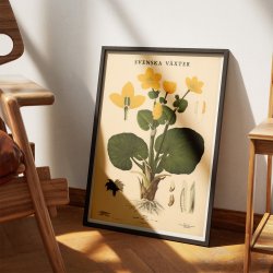 Engkabbeleje 1939 - Botanik