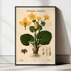 Engkabbeleje 1939 - Botanik