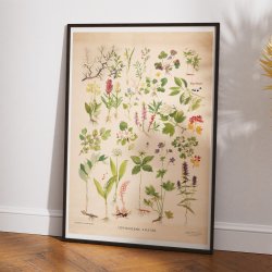 Lvengens vkster 1940 - Botanik