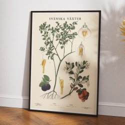 Blbr og tyttebr 1939 - Botanik