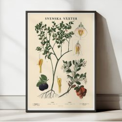 Blbr og tyttebr 1939 - Botanik