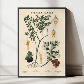 Blbr og tyttebr 1939 - Botanik