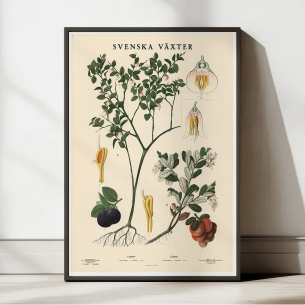 Blbr og tyttebr 1939 - Botanik