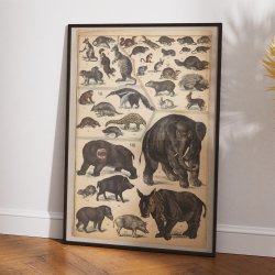 Pungdyr, gnavere og tykhuder 1890 - Zoologi