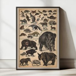 Pungdyr, gnavere og tykhuder 1890 - Zoologi