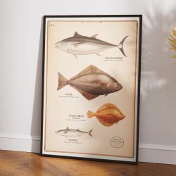 Fiskeplanche 1957 - Zoologi