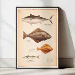 Fiskeplanche 1957 - Zoologi