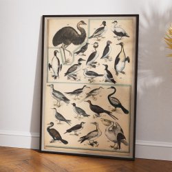 Fugle V 1890 - Zoologi