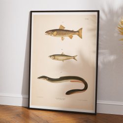 rred, sild og l 1889 - Zoologi