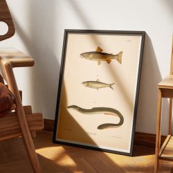 rred, sild og l 1889 - Zoologi