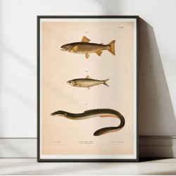 rred, sild og l 1889 - Zoologi