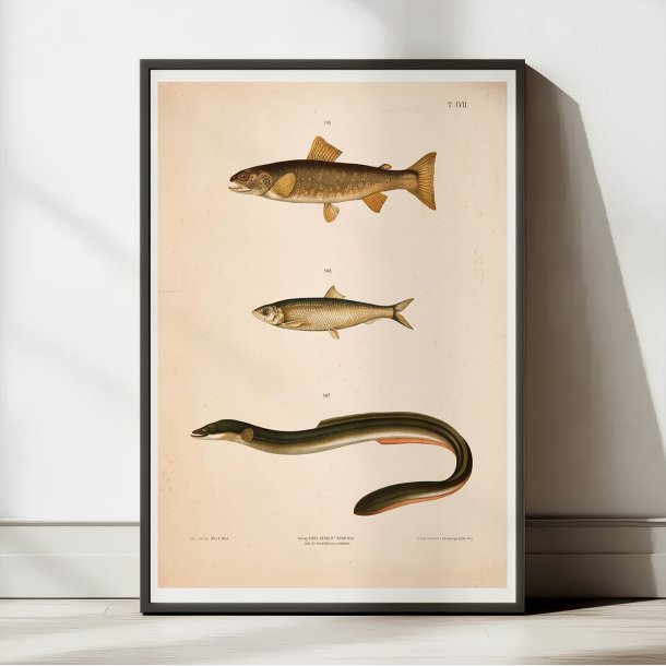 rred, sild og l 1889 - Zoologi