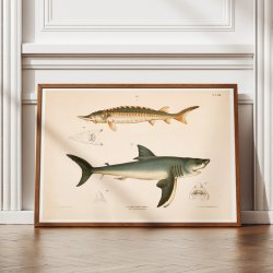 Str og haj - T.LVIII 1889 - Zoologi