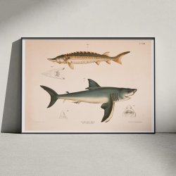 Str og haj - T.LVIII 1889 - Zoologi