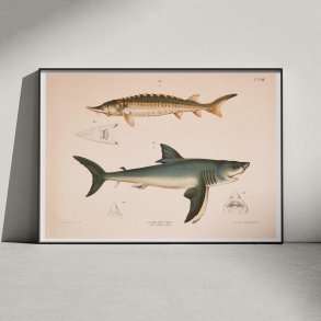 Str og haj - T.LVIII 1889 - Zoologi