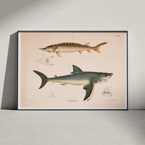 Str og haj - T.LVIII 1889 - Zoologi