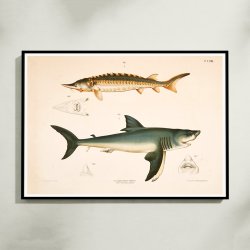 Str og haj - T.LVIII 1889 - Zoologi