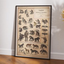 Aber &amp; hunde 1890 - Zoologi