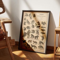 Aber &amp; hunde 1890 - Zoologi