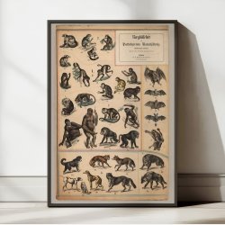 Aber &amp; hunde 1890 - Zoologi