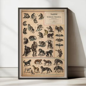 Aber & hunde 1890 - Zoologi