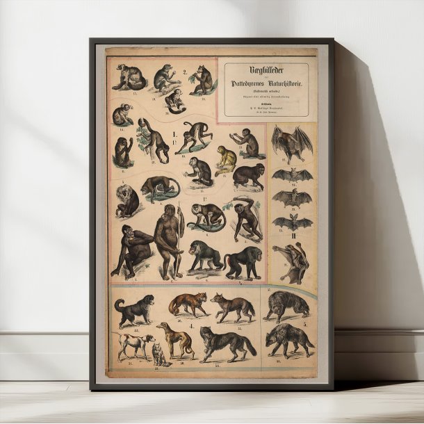 Aber &amp; hunde 1890 - Zoologi