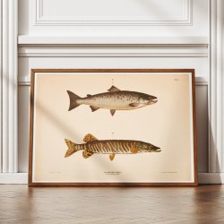 Laks og gedde - T.LVI 1889 - Zoologi