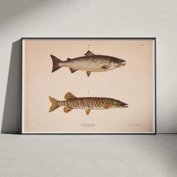 Laks og gedde - T.LVI 1889 - Zoologi