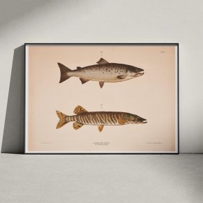 Laks og gedde - T.LVI 1889 - Zoologi