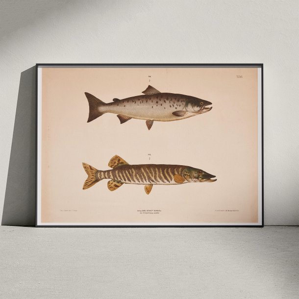 Laks og gedde - T.LVI 1889 - Zoologi