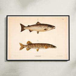 Laks og gedde - T.LVI 1889 - Zoologi