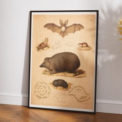 Pindsvin, flagermus, muldvarp &amp; mus 1889 - Zoologi