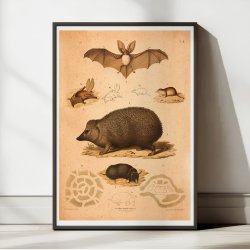 Pindsvin, flagermus, muldvarp &amp; mus 1889 - Zoologi