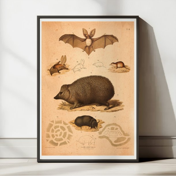 Pindsvin, flagermus, muldvarp &amp; mus 1889 - Zoologi