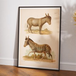 Zebra og sel 1889 - Zoologi