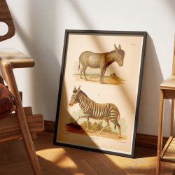 Zebra og sel 1889 - Zoologi