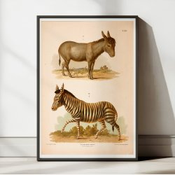 Zebra og sel 1889 - Zoologi