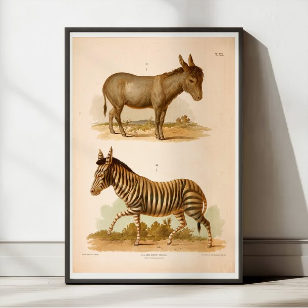 Zebra og sel 1889 - Zoologi