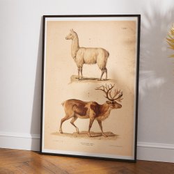 Lama og rensdyr 1889 - Zoologi