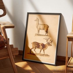 Lama og rensdyr 1889 - Zoologi
