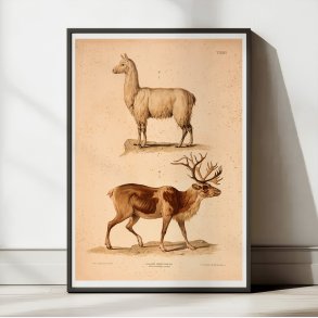 Lama og rensdyr 1889 - Zoologi